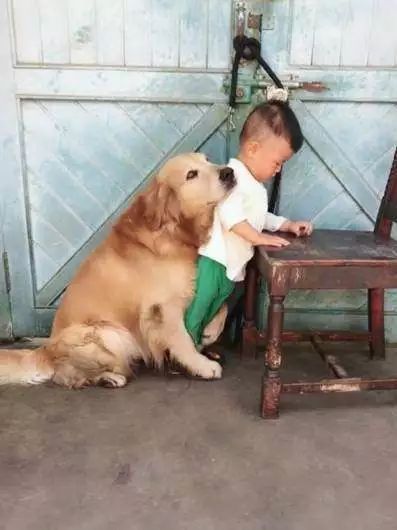 What a good dog, seeing the little owner being beaten by his father, he sacrificed himself to protect - Photo 3.