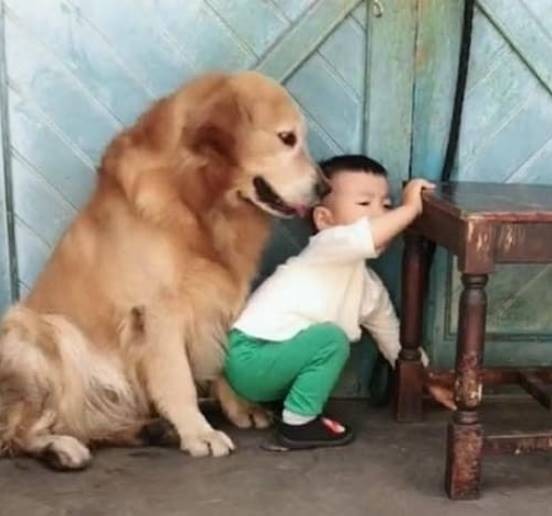 What a good dog, seeing the little boy being beaten by his father, he sacrificed himself to protect - Photo 4.