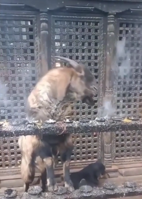 Chú dê mất nết được cộng đồng mạng gọi là dân chơi hệ khói vì một hành động phê pha - Ảnh 3.