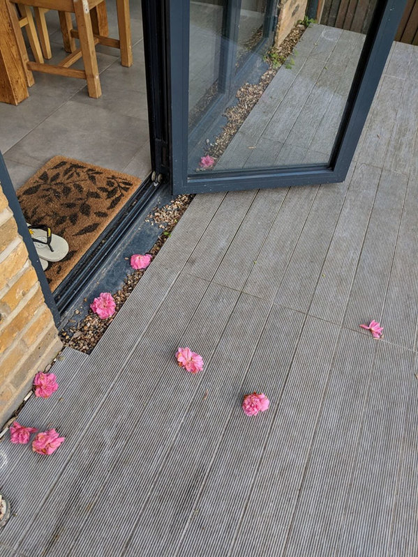 Đỉnh cao tán gái, chú mèo mang hoa tới tặng cô gái hàng xóm mỗi ngày - Ảnh 4.