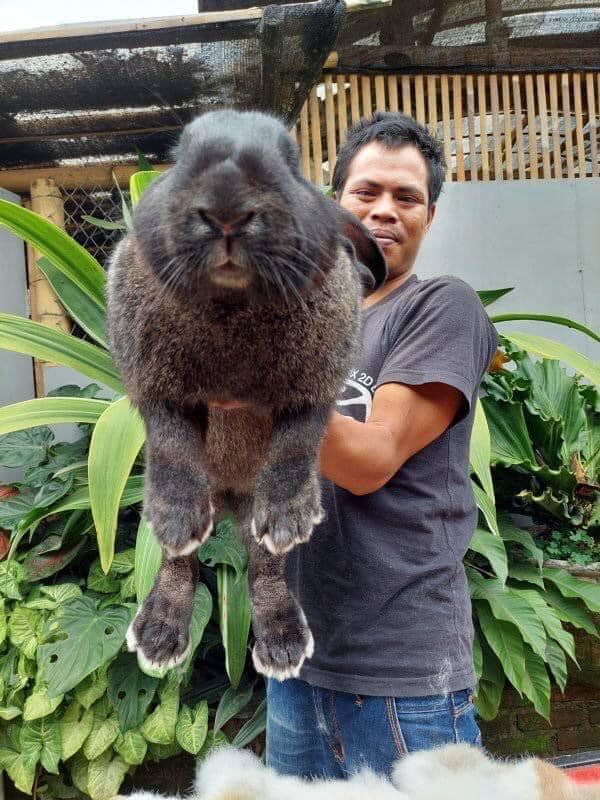 Chú thỏ gây sốt cõi mạng vì siêu to khổng lồ, netizen nhận xét Chiếc pet này cục súc quá! - Ảnh 2.