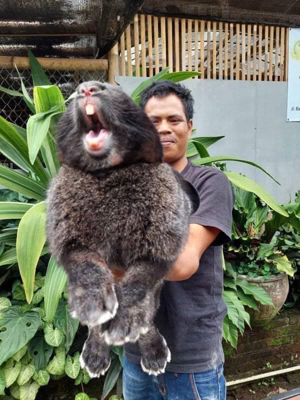 Chú thỏ gây sốt cõi mạng vì siêu to khổng lồ, netizen nhận xét Chiếc pet này cục súc quá! - Ảnh 3.