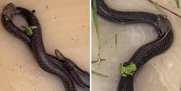 Netizen kinh ngạc khi chứng kiến rắn cứu chuột và ếch khỏi bị chết đuối - Ảnh 1.