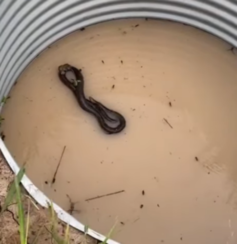 Netizen kinh ngạc khi chứng kiến rắn cứu chuột và ếch khỏi bị chết đuối - Ảnh 2.