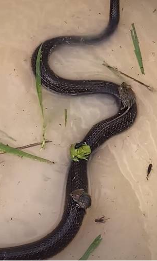 Netizen kinh ngạc khi chứng kiến rắn cứu chuột và ếch khỏi bị chết đuối - Ảnh 3.