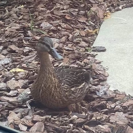 Rare story: The duck girl broke into the hospital's obstetrics department to prepare for labor - Photo 1.