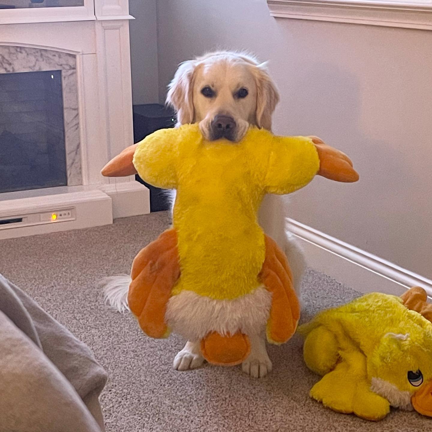 Strangely, the dog has a strong passion for Mr. Quackers Blogtuan.info