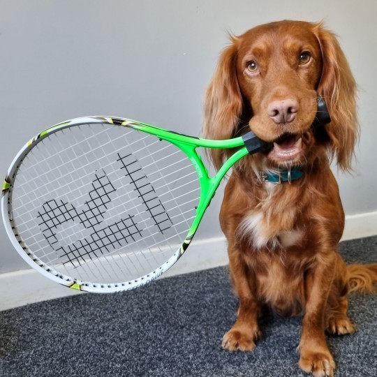 The two-year-old puppy is extremely multi-talented, knows how to play tennis naturally, learns CPR to save lives, making gamers admire - Photo 1.