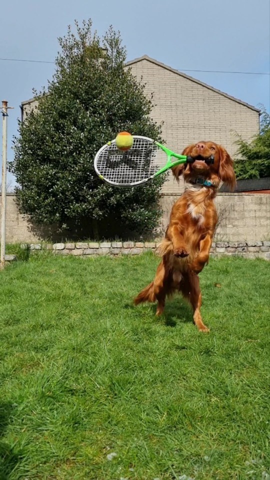 The two-year-old puppy is extremely multi-talented, knows how to play tennis naturally, learns CPR to save lives, making gamers admire - Photo 2.
