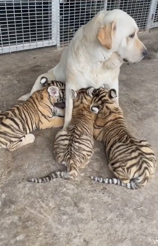 The dog became the reluctant mother of the tiger cubs: Motherhood transcends all limits - Photo 4.