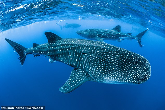  Loài cá lớn nhất hành tinh đối diện nguy cơ tuyệt chủng vì tai nạn giao thông - Ảnh 2.
