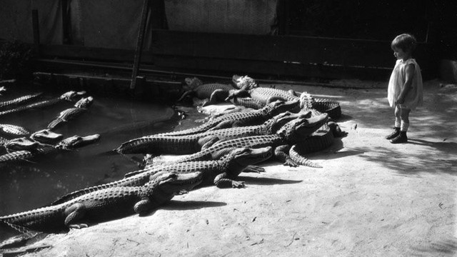  Những bức ảnh hiếm hoi về trại cá sấu những năm 1920 tại California, nơi trẻ em có thể cưỡi và chơi với cá sấu! - Ảnh 5.