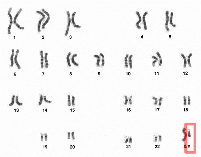  Điều gì sẽ xảy ra khi tất cả đàn ông trên Trái Đất biến mất?  - Ảnh 5.