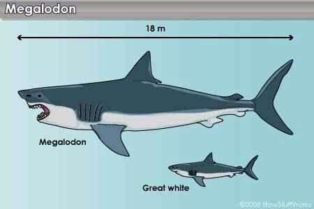  Cá mập trắng có thể đã góp phần đẩy siêu cá mập Megalodon đến diệt vong - Ảnh 3.