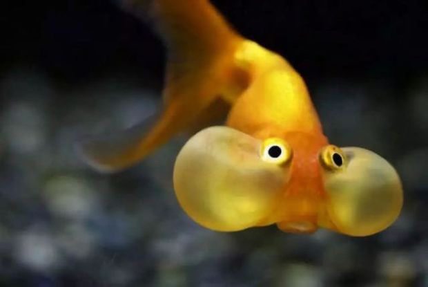  Cá vàng, loài cá đáng thương nhất trên hành tinh của chúng ta - Ảnh 18.