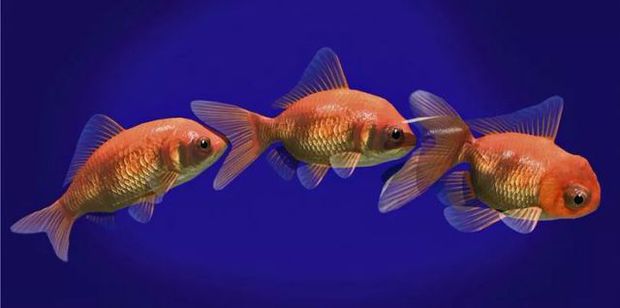  Cá vàng, loài cá đáng thương nhất trên hành tinh của chúng ta - Ảnh 10.