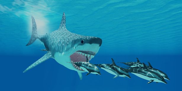 Giải mã lý do cá mập Megalodon bị tuyệt chủng, liệu có liên quan đến cá mập trắng? - Ảnh 1.