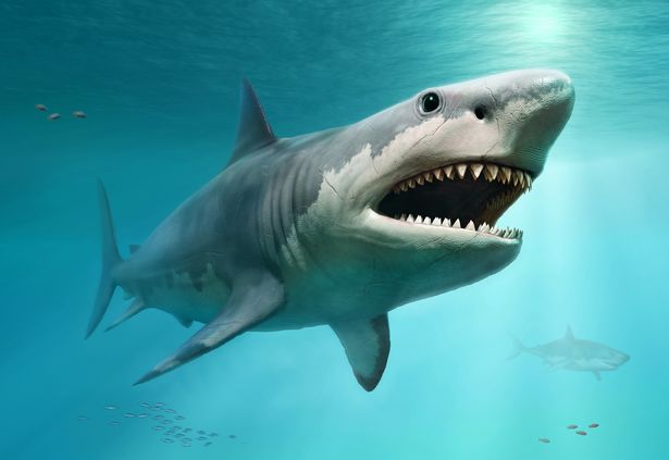 Giải mã lý do cá mập Megalodon bị tuyệt chủng, liệu có liên quan đến cá mập trắng? - Ảnh 5.