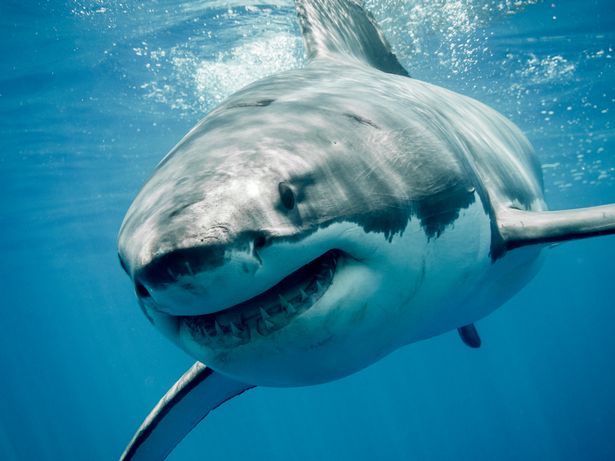 Giải mã lý do cá mập Megalodon bị tuyệt chủng, liệu có liên quan đến cá mập trắng? - Ảnh 2.