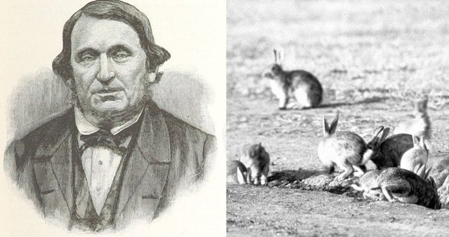  Cuộc truy diệt thỏ lớn nhất lịch sử nhân loại: Khi virus không còn tiến hóa theo lối mòn  - Ảnh 4.