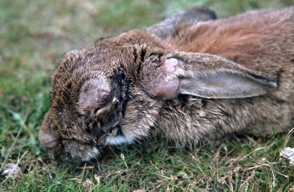  Cuộc truy diệt thỏ lớn nhất lịch sử nhân loại: Khi virus không còn tiến hóa theo lối mòn  - Ảnh 10.