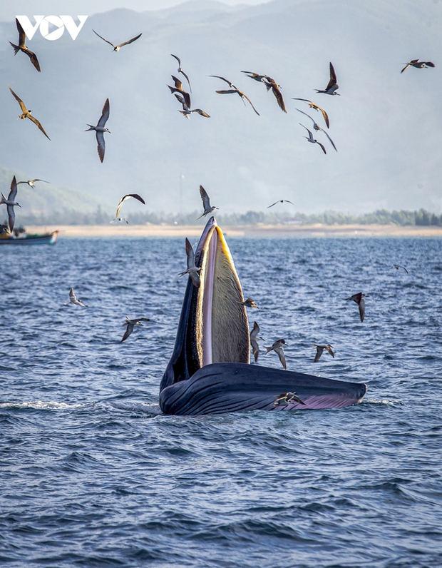  Choáng ngợp cảnh mẹ con cá voi săn mồi ở vùng biển Đề Gi - Ảnh 12.