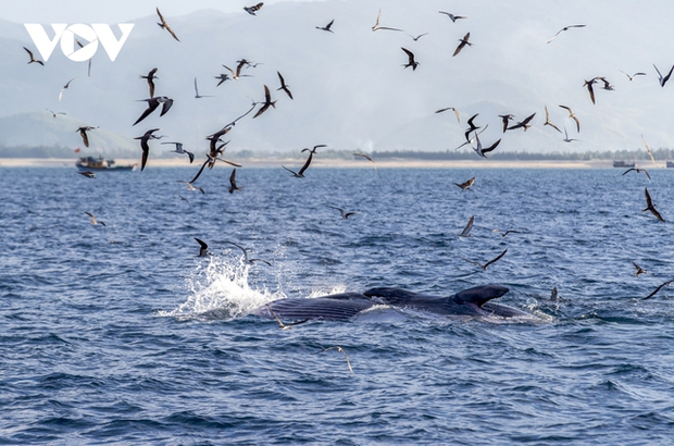  Choáng ngợp cảnh mẹ con cá voi săn mồi ở vùng biển Đề Gi - Ảnh 4.
