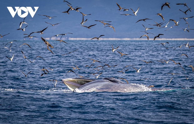  Choáng ngợp cảnh mẹ con cá voi săn mồi ở vùng biển Đề Gi - Ảnh 9.