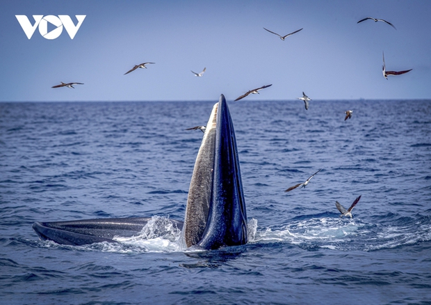  Choáng ngợp cảnh mẹ con cá voi săn mồi ở vùng biển Đề Gi - Ảnh 10.