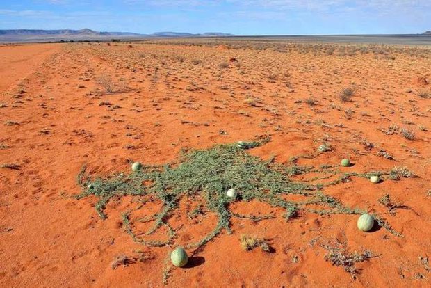  Sa mạc có một loại dưa hấu kỳ lạ nhưng không ai dám ăn, nguy hiểm đến mức phải để bảng cấm - Ảnh 15.