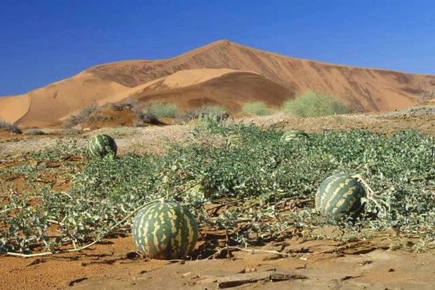  Sa mạc có một loại dưa hấu kỳ lạ nhưng không ai dám ăn, nguy hiểm đến mức phải để bảng cấm - Ảnh 7.