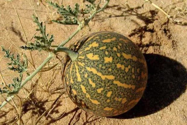  Sa mạc có một loại dưa hấu kỳ lạ nhưng không ai dám ăn, nguy hiểm đến mức phải để bảng cấm - Ảnh 8.