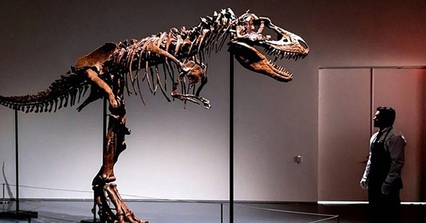 Giới siêu giàu bị chỉ trích vì sở thích chơi hóa thạch khủng long - Ảnh 1.