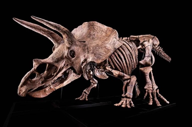 Giới siêu giàu bị chỉ trích vì sở thích chơi hóa thạch khủng long - Ảnh 3.
