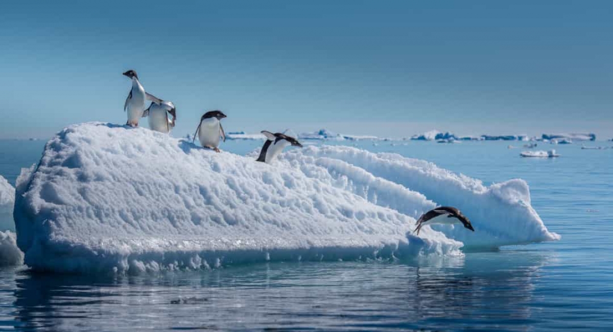Những sự thật vô cùng đáng yêu về chim cánh cụt - Ảnh 15.