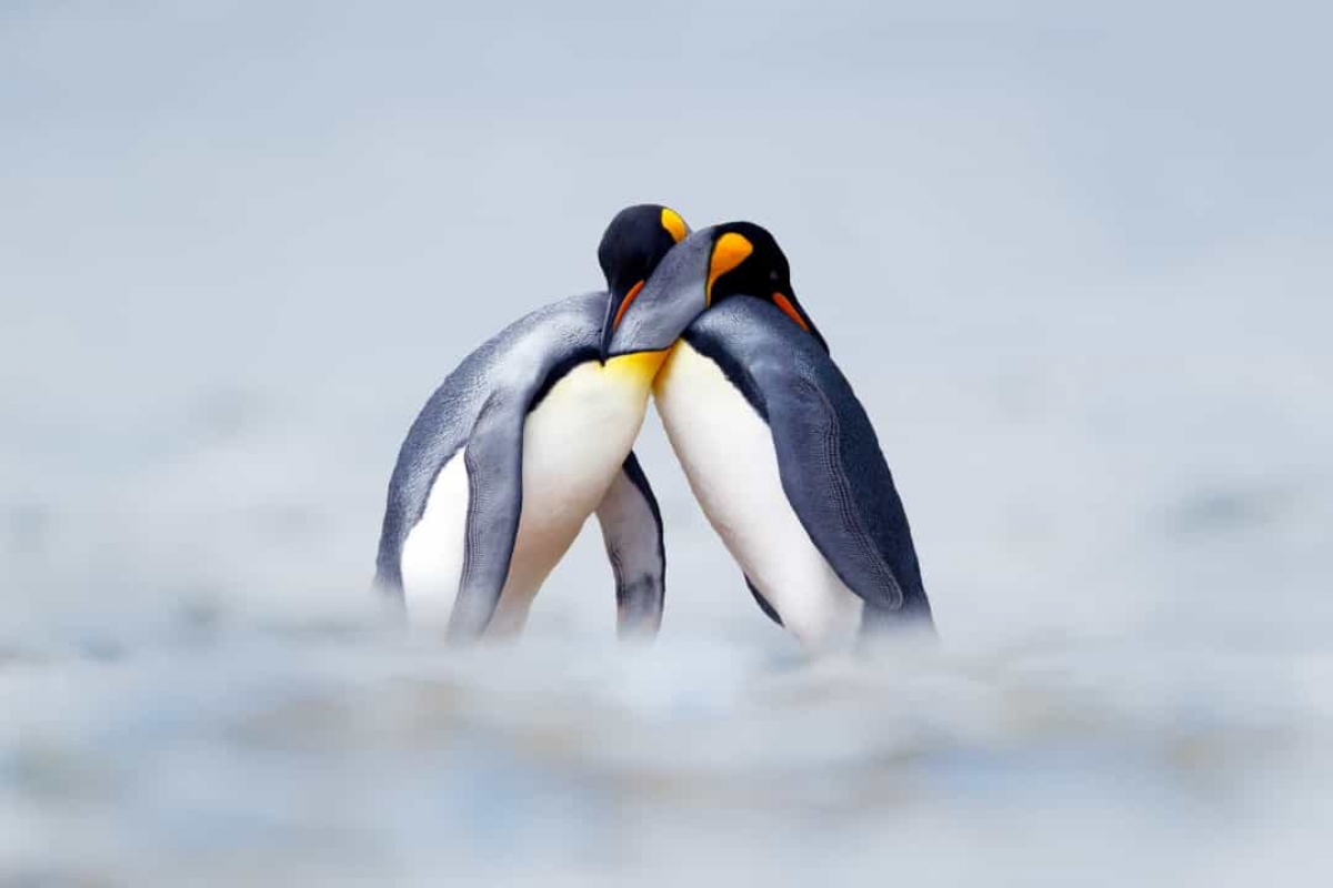 Những sự thật vô cùng đáng yêu về chim cánh cụt - Ảnh 4.