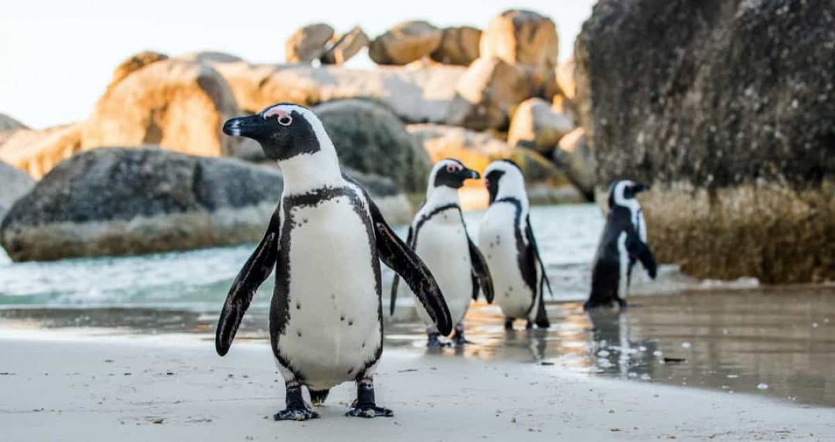 Những sự thật vô cùng đáng yêu về chim cánh cụt - Ảnh 3.