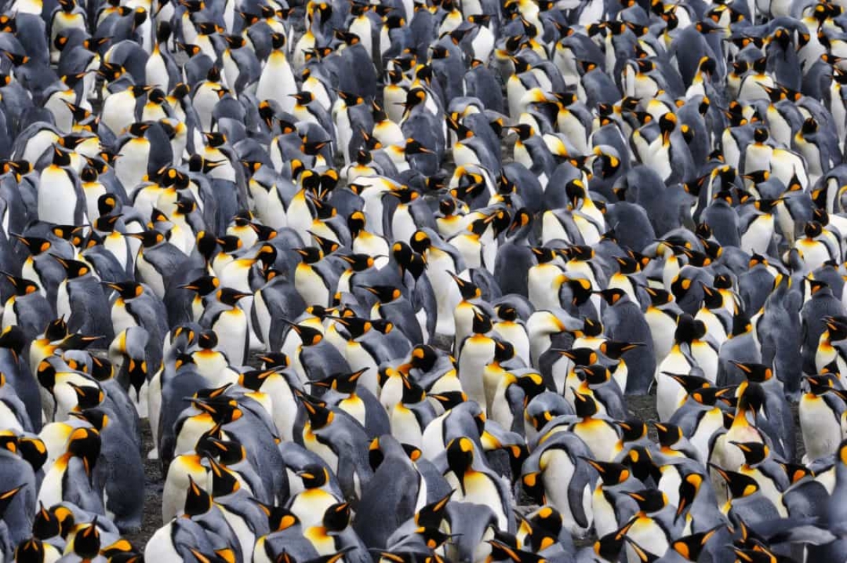 Những sự thật vô cùng đáng yêu về chim cánh cụt - Ảnh 14.