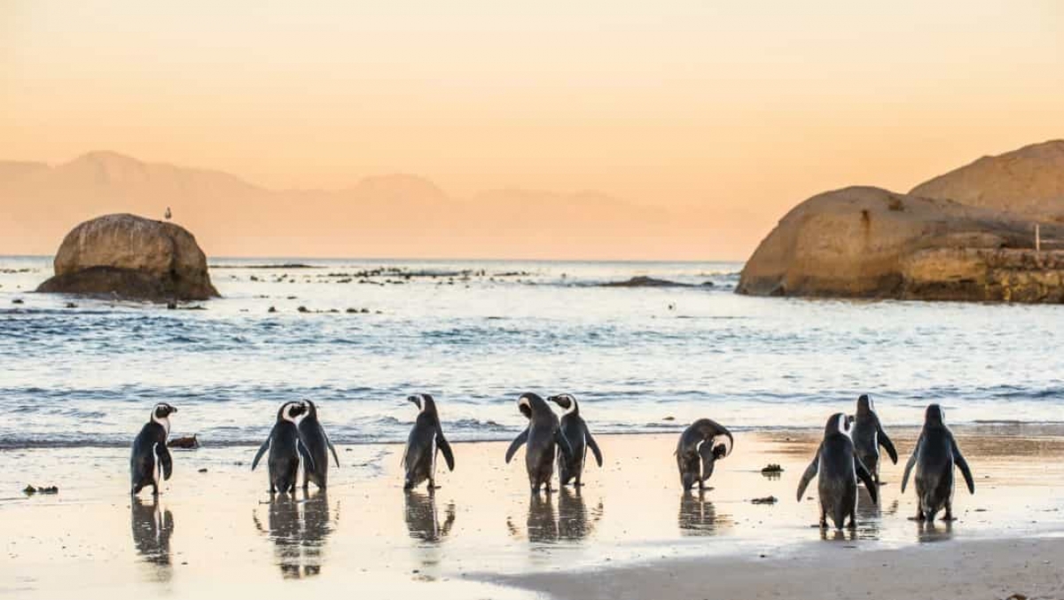 Những sự thật vô cùng đáng yêu về chim cánh cụt - Ảnh 10.