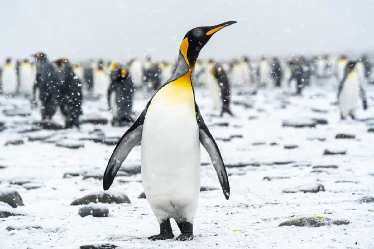 Những sự thật vô cùng đáng yêu về chim cánh cụt - Ảnh 8.