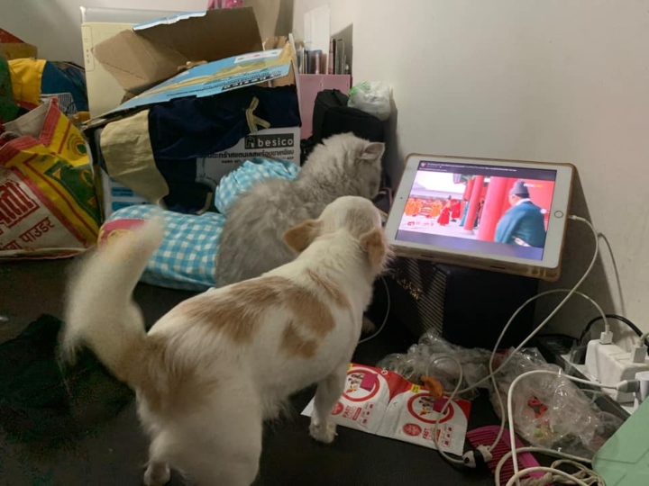 Mua mèo để con trai 'cai' TV, bà mẹ ngã ngửa khi xem kết quả qua camera - Ảnh 2.