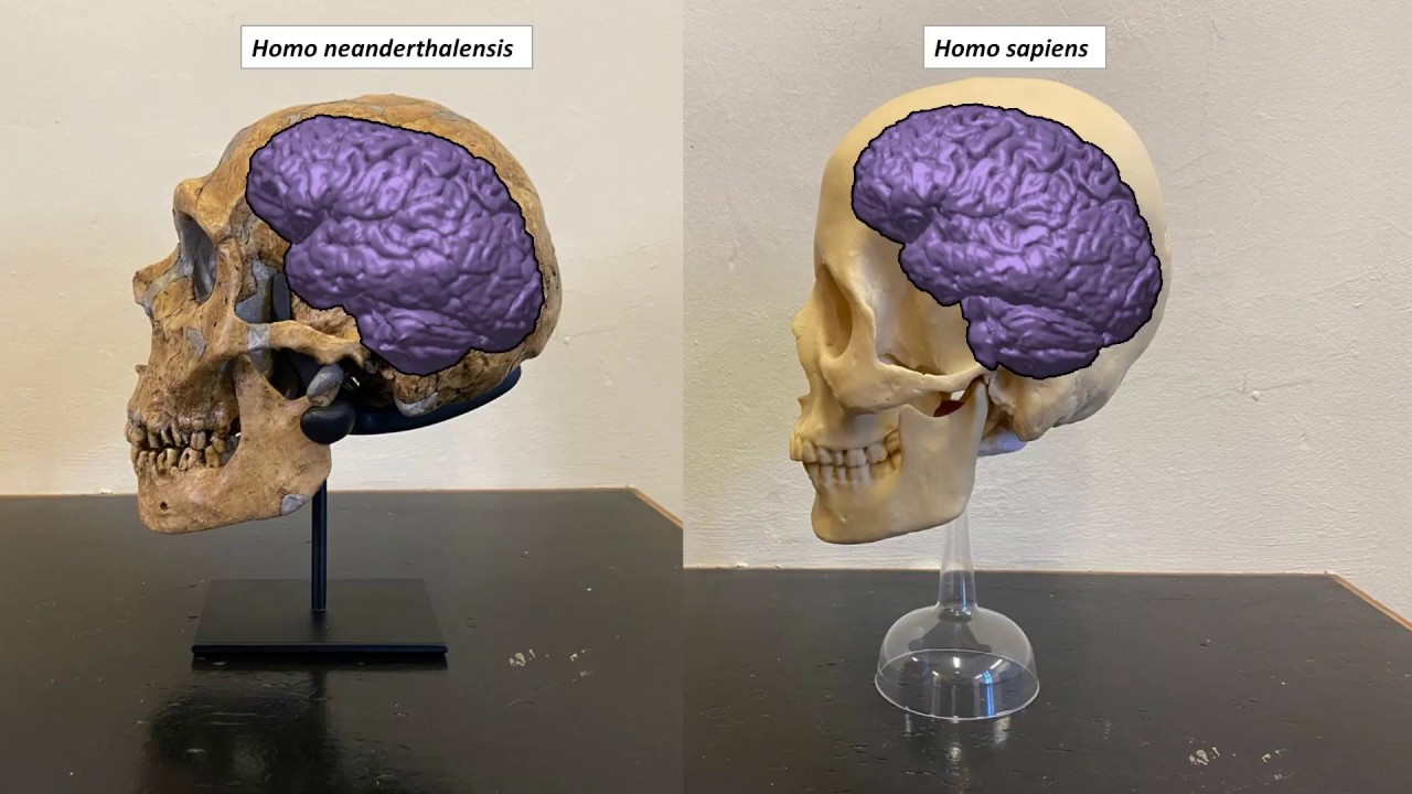 Sự khác biệt giữa não người và não người Neanderthal là gì?  - Ảnh 1.
