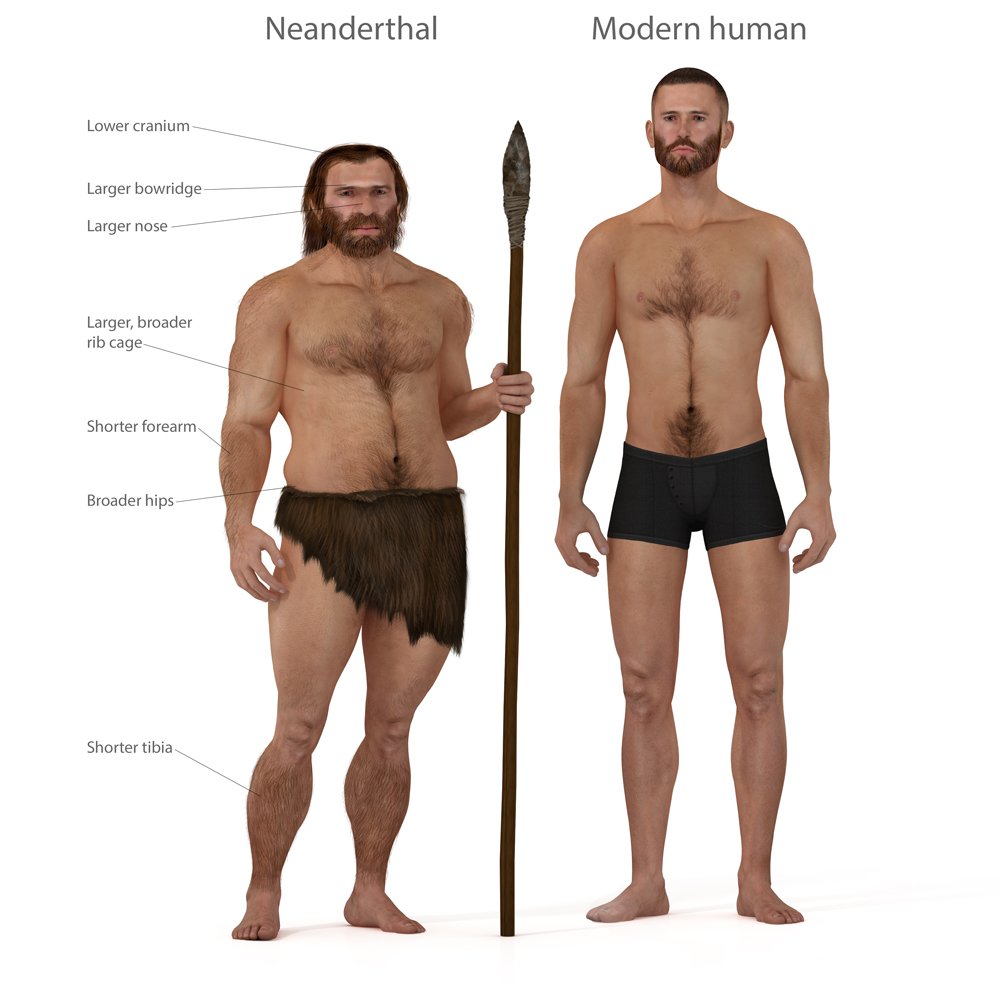 Sự khác biệt giữa não người và não người Neanderthal là gì? - Ảnh 2.