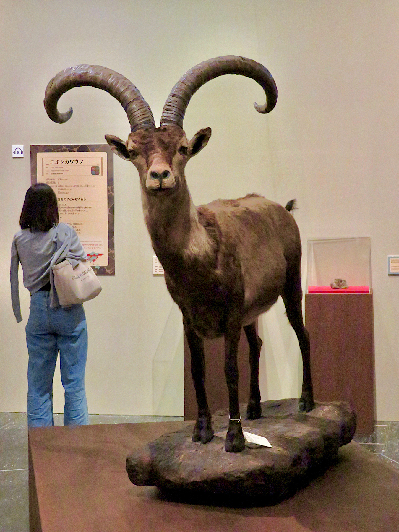 Dê núi Pyrenean ibex: Loài động vật đầu tiên và duy nhất trên thế giới tuyệt chủng tới 2 lần Pyreneanibex-1-16643395267991053241487-1664354478695-1664354478863988507166-1664357412532-16643574138661339254138