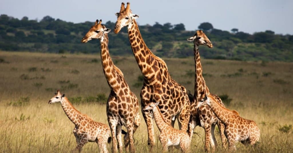 Những loài động vật lớn nhất sống trong sa mạc Heaviest-animals-giraffe-1024x535-1664419517537-16644195176351533518411-1664422730205-16644227303921294973957-1664426303231-1664426303434426361213