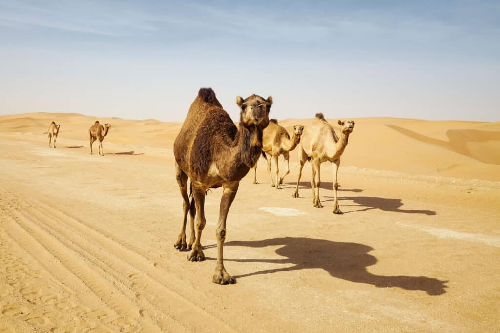 Những loài động vật lớn nhất sống trong sa mạc, vẫn còn tồn tại cho đến ngày nay - Ảnh 6.