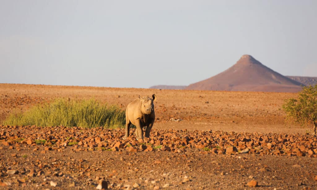 Những loài động vật lớn nhất sống trong sa mạc Shutterstock1401014549-1024x614-1664419511315-16644195113958852933-1664422727200-1664422727381418025587-1664426300227-1664426300383553815765