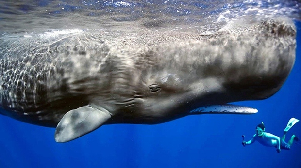  Vì sao loài động vật có mũi thở như cá voi lại ngủ được dưới nước? - Ảnh 2.