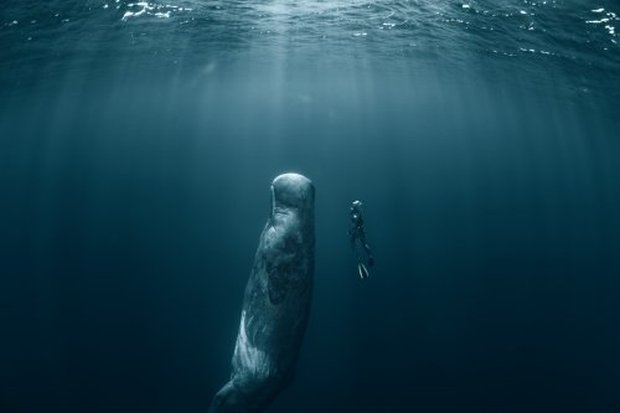  Vì sao loài động vật có mũi thở như cá voi lại ngủ được dưới nước? - Ảnh 4.