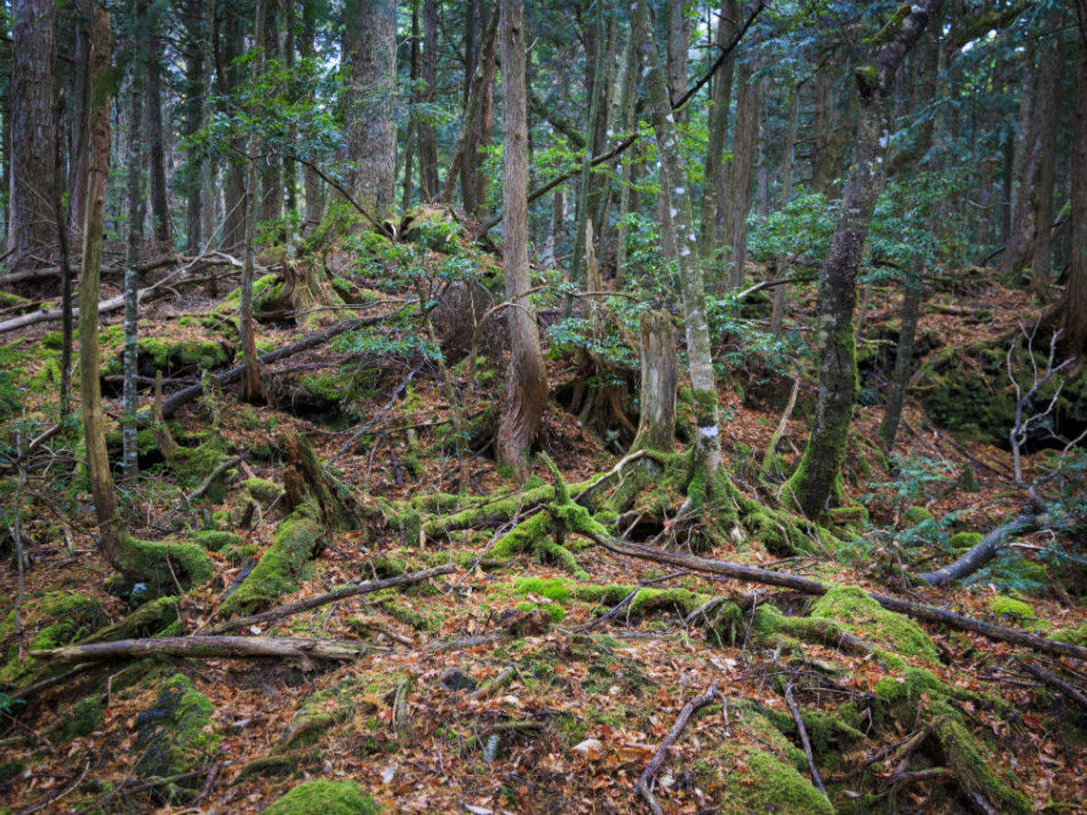 Aokigahara: Japan's most mysterious, suicide forest - Photo 3.